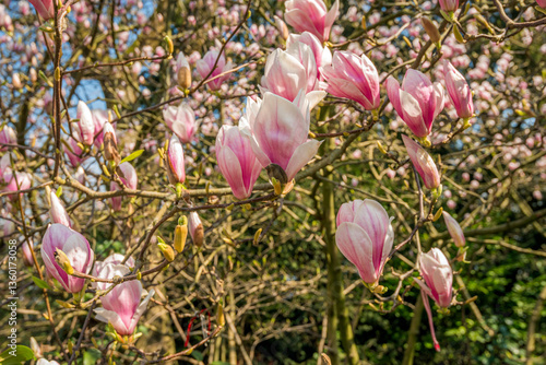 Obraz na płótnie Closeup of large pink flowers on the branches of a Magnolia tree. The leaf buds will also open soon now because spring has started. w salonie
