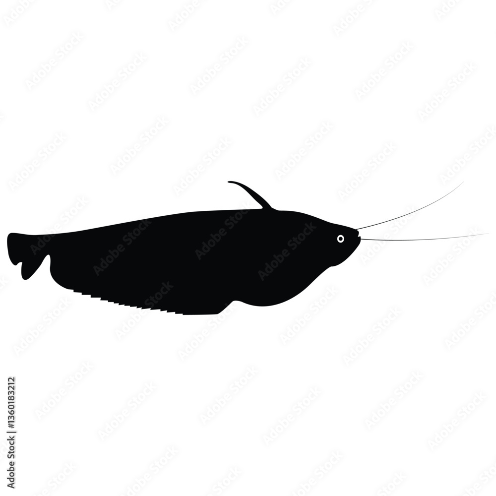 Obraz premium Boal fish (Wallago Attu), which is a popular freshwater fish found in Bangladesh and South Asia. 