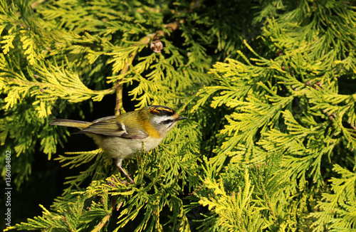 A male firecrest resting in a golden conifer tree.