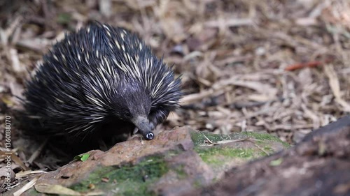 Echidna walking around