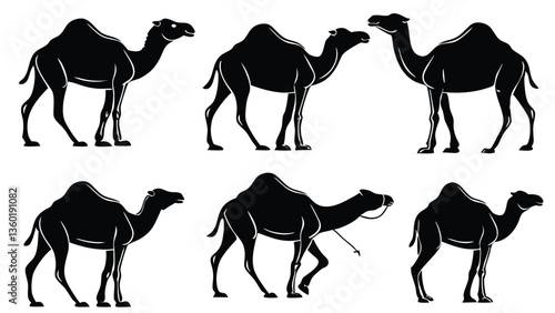 Photography Set of camel