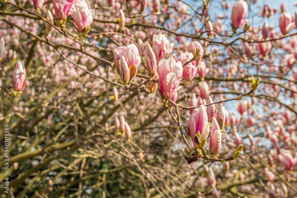 Closeup of large pink flowers on the branches of a Magnolia tree. The leaf buds will also open soon now because spring has started.