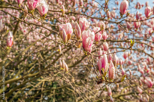Obraz na płótnie Closeup of large pink flowers on the branches of a Magnolia tree. The leaf buds will also open soon now because spring has started. w salonie