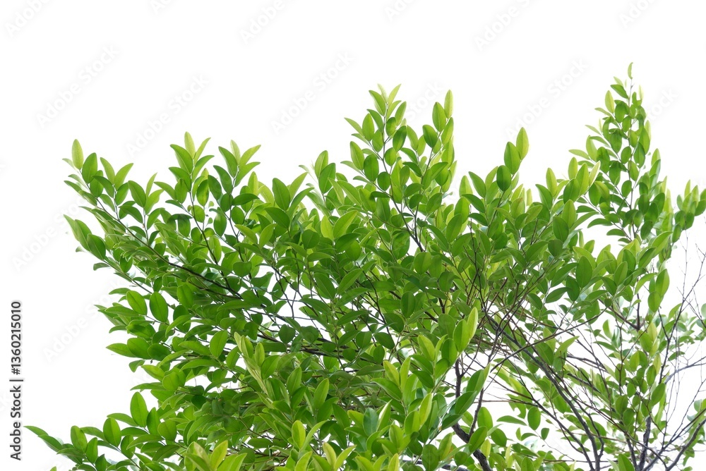 A tropical tree leaf with branches on white isolated background for green foliage backdrop A tropical tree leaf with branches on white isolated background for green foliage backdrop