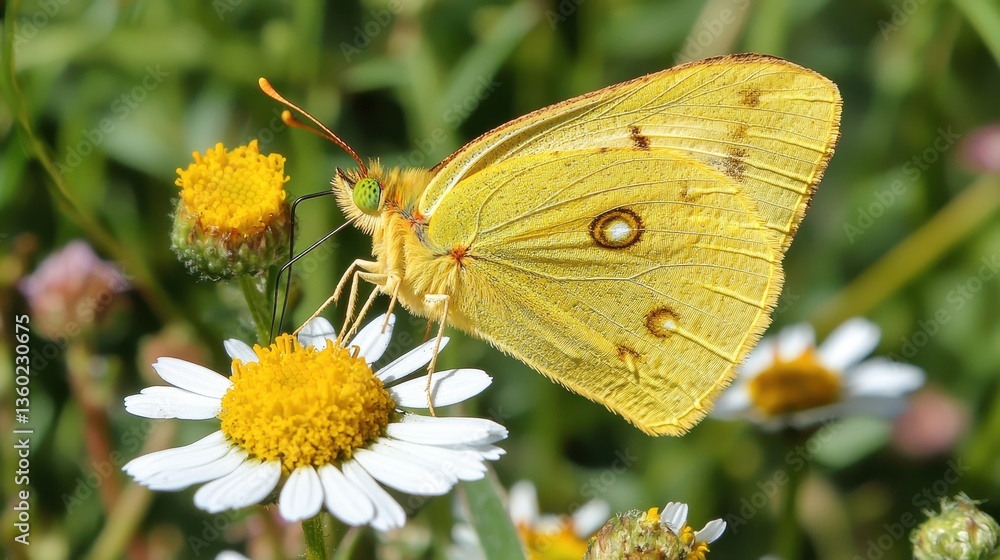 Fototapeta premium Stunning butterfly perched on a beautiful flower in a lush green garden highlighting nature's colorful beauty