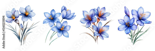 Set of watercolor blue saffron flowers. Watercolor saffron or crocus flowers with green leaves on transparent background. Concept of first spring flowers. Concept of flowers for cooking.
