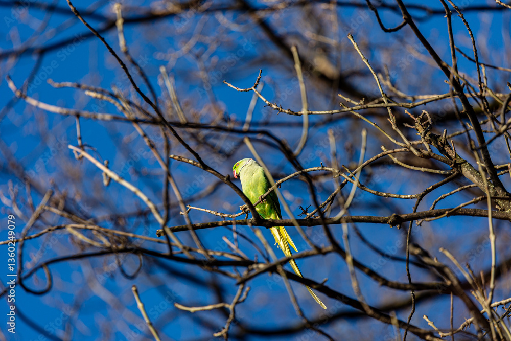 Yellow parrot on branch in winter