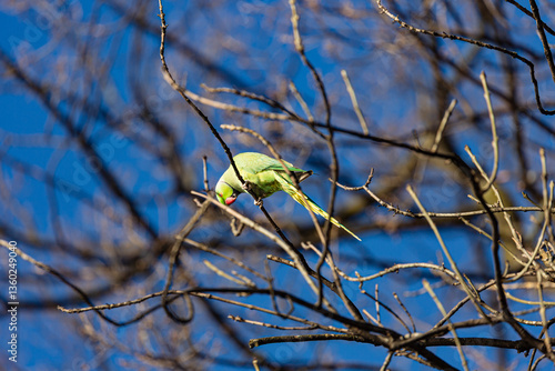 Obraz na płótnie Yellow parrot on branch in winter w salonie