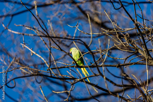 Obraz na płótnie Yellow parrot on branch in winter w salonie