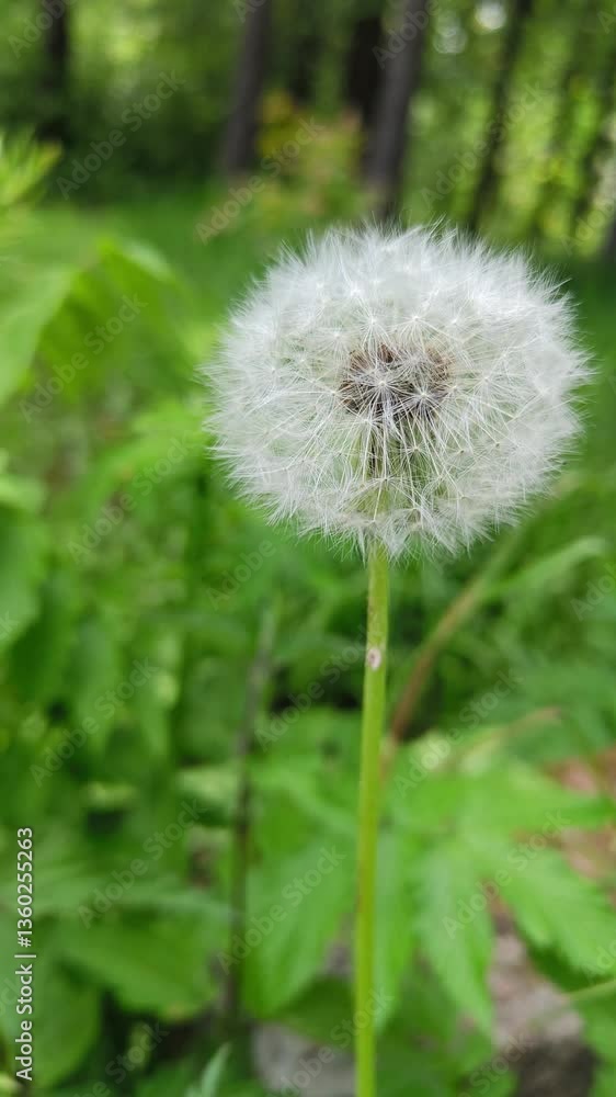 Fluffy dandelion seed puff standing tall in a lush green background representing nature's beauty Fluffy dandelion seed puff standing tall in a lush green background representing nature's beauty