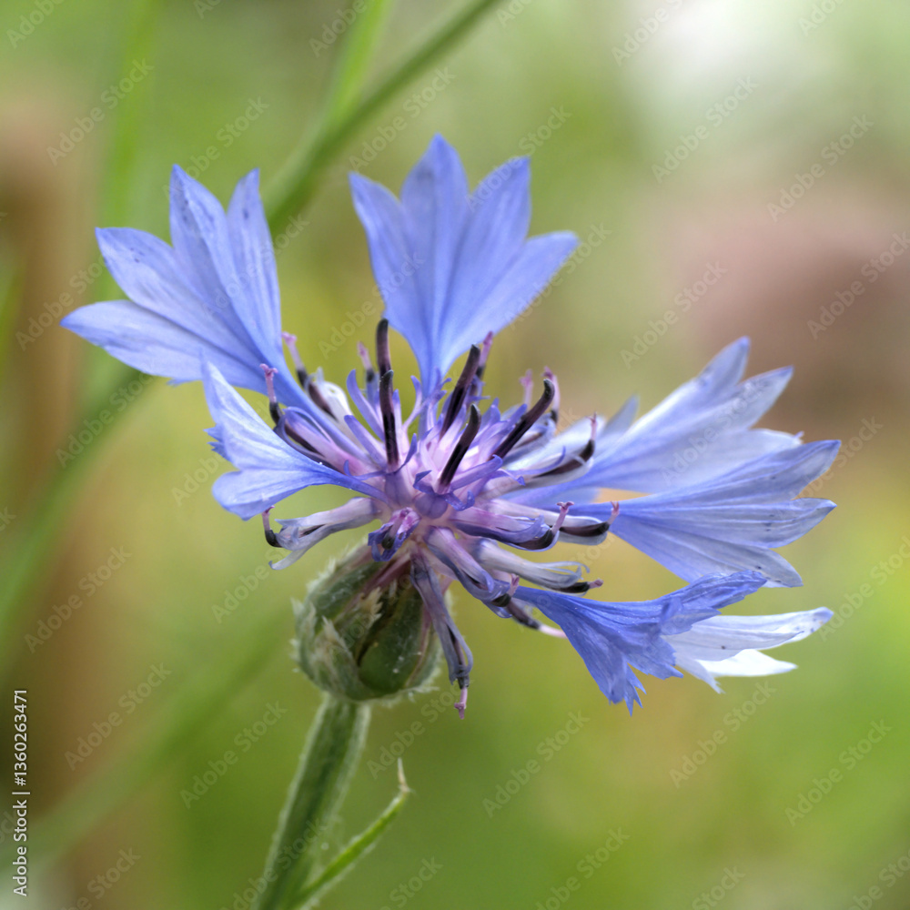 Fototapeta premium Kornblume mit KI erstellt
