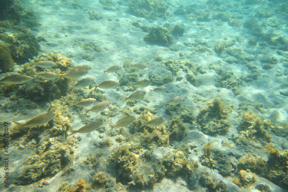 Snorkeling in Rhodes, Greece, school of Salema porgy fish swimming over sandy bottom, underwater photo