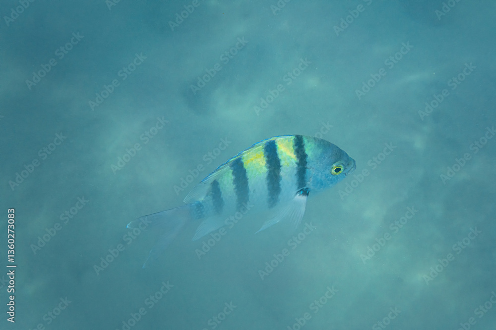 Indo Pacific sergeant fish seen during snorkelling in Marsa Alam