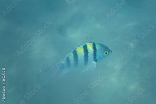 Obraz na płótnie Indo Pacific sergeant fish seen during snorkelling in Marsa Alam w salonie