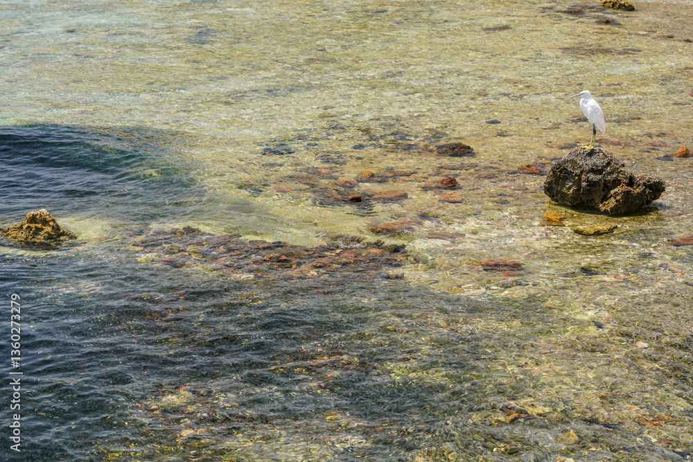 Egret bird waiting on a stone next to shore during sunny day, waiting for fishes - large group of them visible near