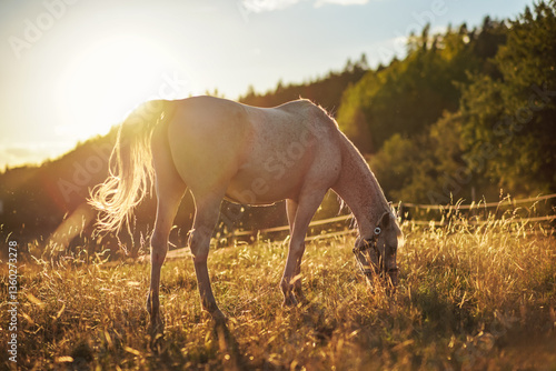 Obraz na płótnie White Arabian horse grazing on green field, view from side, afternoon sun backlight w salonie