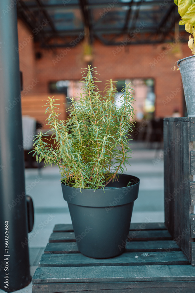 Rosemary plant in a black pot placed on a wooden table in a cozy cafe. The plant adds a touch of greenery and freshness to the cafe atmosphere