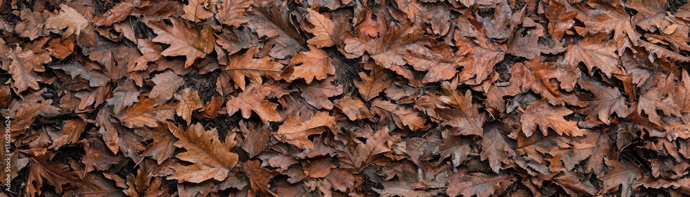Autumn leaves on ground, textured background, nature, backdrop Autumn leaves on ground, textured background, nature, backdrop