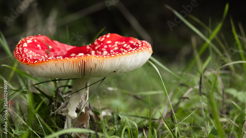 Deep red toadstool, Fly Agaric, Amanita Muscaria, growing on dark forest ground surrounded by grass, nature close up, mushroom season,  autumn, inedible food, poison danger warning concept. 