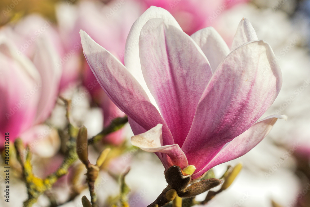 Fototapeta premium Blühender Magnolienbaum im Frühjahr