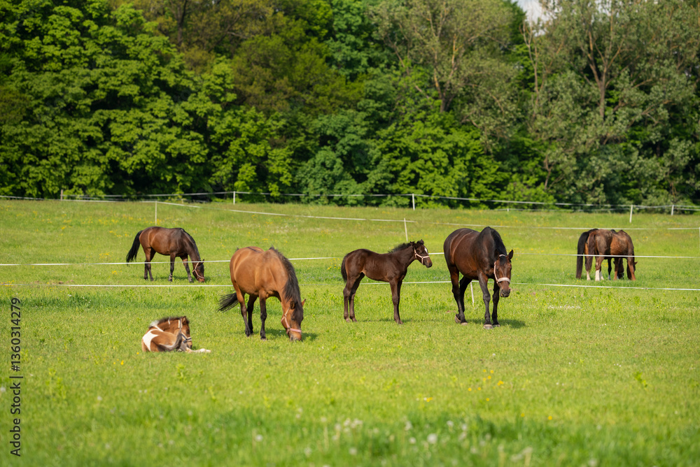 Fototapeta premium Konie