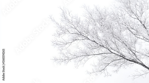 Wallpaper Mural Frosted Branches Against a White Background Torontodigital.ca
