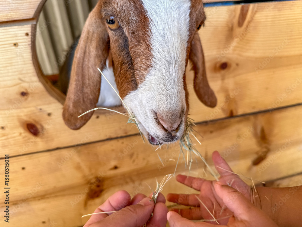 Dairy goats close-up, portrait of a goat with big ear ready for feeding. Children and pets. High quality photo
