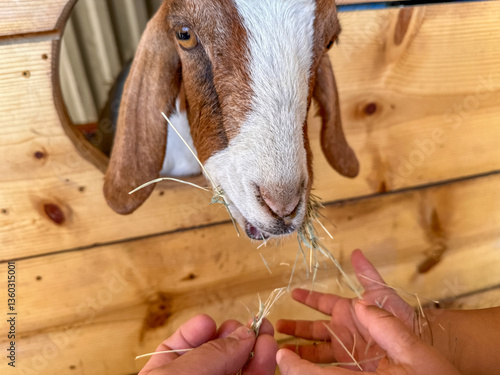 Obraz na płótnie Dairy goats close-up, portrait of a goat with big ear ready for feeding. Children and pets. High quality photo w salonie