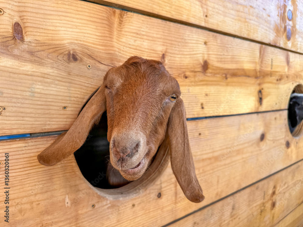 Dairy goats close-up, portrait of a goat with big ear ready for feeding. Children and pets. High quality photo