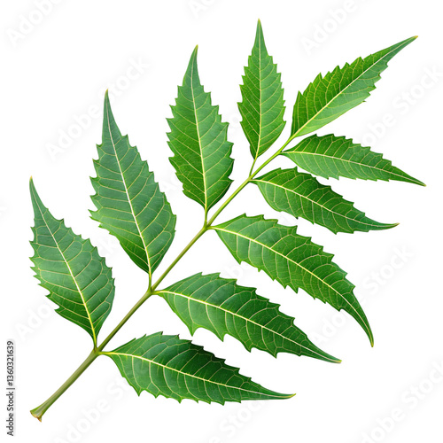 vibrant green pinnate leaf with serrated edges isolated transparent background png