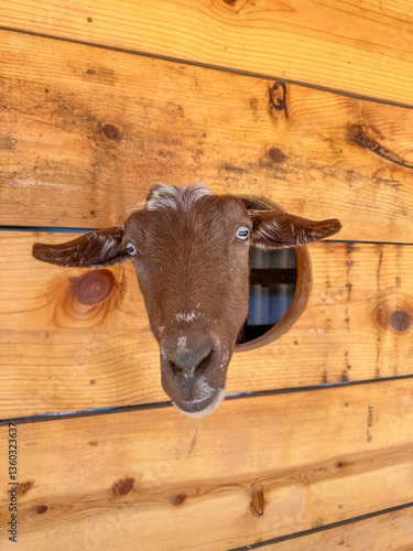 Obraz na płótnie Dairy goats close-up, portrait of a goat with big ear ready for feeding. Children and pets. High quality photo w salonie