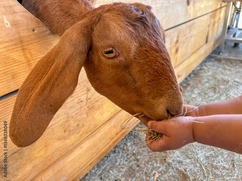 Dairy goats close-up, portrait of a goat with big ear ready for feeding. Children and pets. High quality photo
