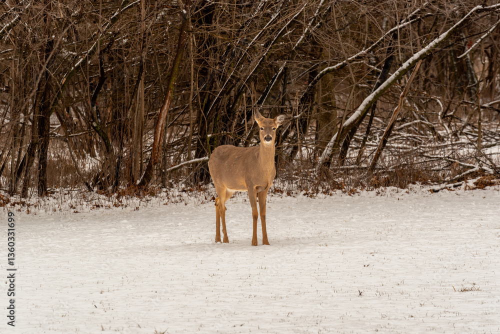 White-tailed Deer Feeding In Spring Snow In An Urban Field Near A Woods In Wisconsin White-tailed Deer Feeding In Spring Snow In An Urban Field Near A Woods In Wisconsin