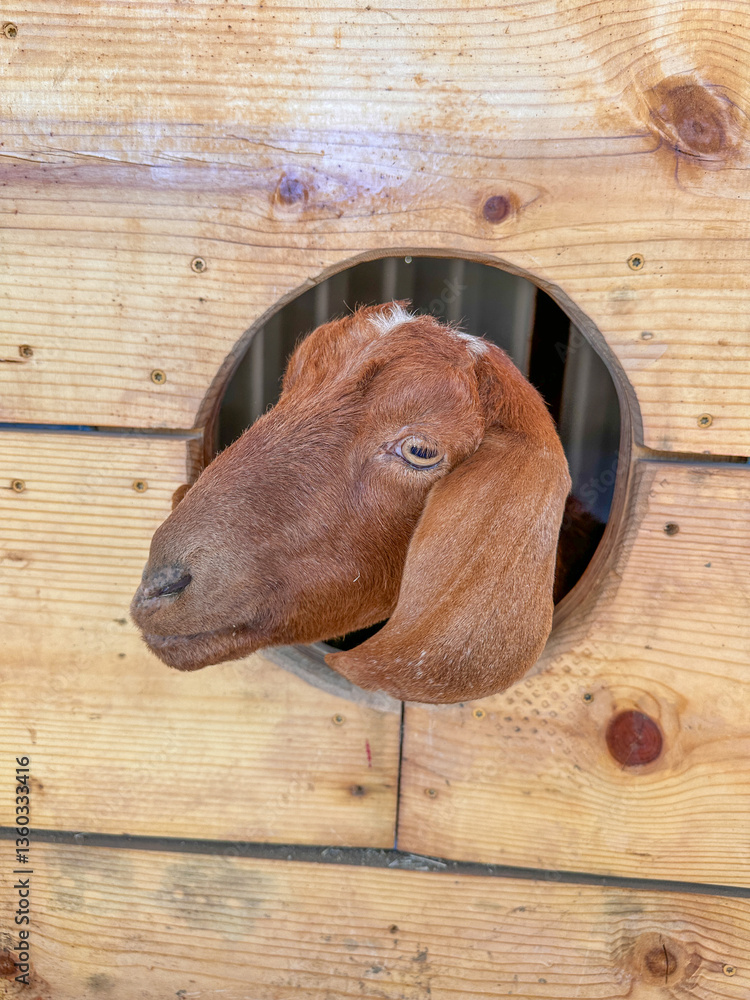 Dairy goats close-up, portrait of a goat with big ear ready for feeding. Children and pets. High quality photo