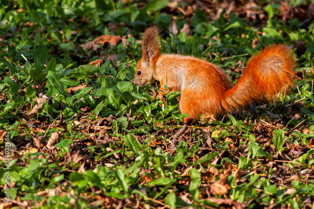 Fluffy squirrel standing alert on fallen leaves Fluffy squirrel standing alert on fallen leaves
