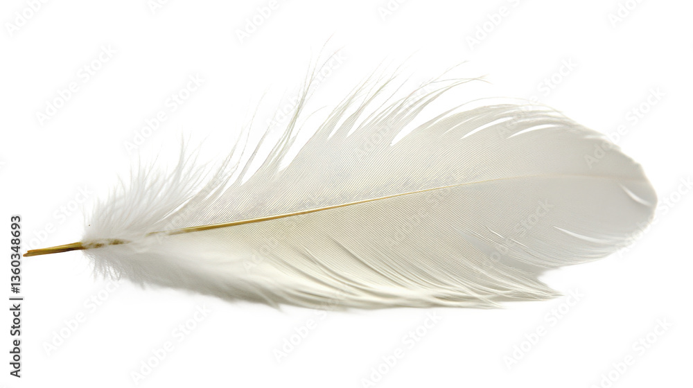 Obraz premium Delicate White Feather Close-up