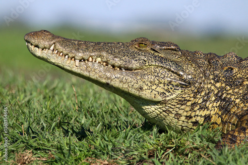 Crocodile head closeup, Botswana, Africa