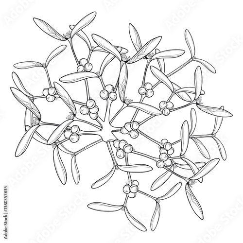 Outline parasitic shrub Mistletoe or Viscum album in black isolated on white background. 