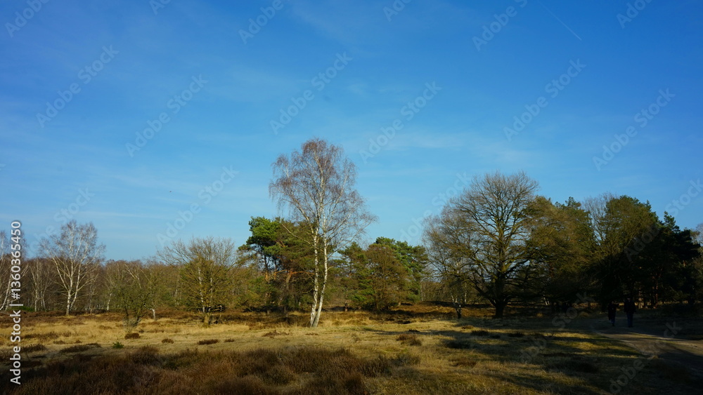 Obraz premium Landschaft im Naturschutzgebiet Wahner Heide