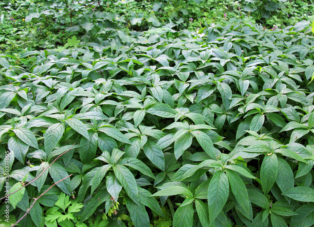 Obraz premium In the spring, Mercurialis perennis grows in the forest