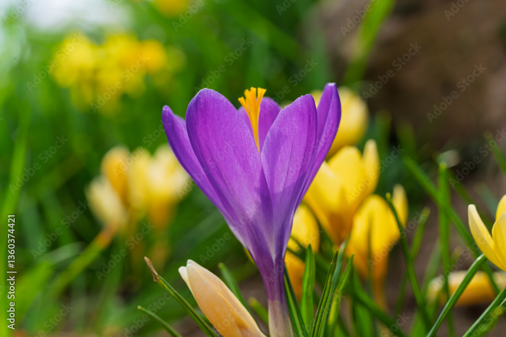 A stunning and vibrant purple crocus bloom is showcased beautifully in the garden setting A stunning and vibrant purple crocus bloom is showcased beautifully in the garden setting