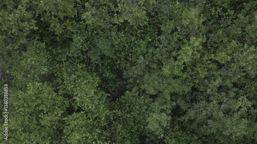 Wallpaper Mural Sundarban Mangrove Wild Honey Farming Drone 4k Dlog West Bengal, India Torontodigital.ca