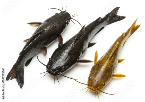 Bullhead Catfish Trio on White - Three bullhead catfish, black brown and yellow, showcased against a pristine white backdrop.  Symbolizing: aquatic life, diversity, food source, nature, and contrast.