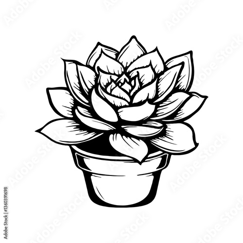 Succulent plant Echeveria in a small pot, hand-drawn in black and white, on a plain white background. Concept of minimalistic botanical art