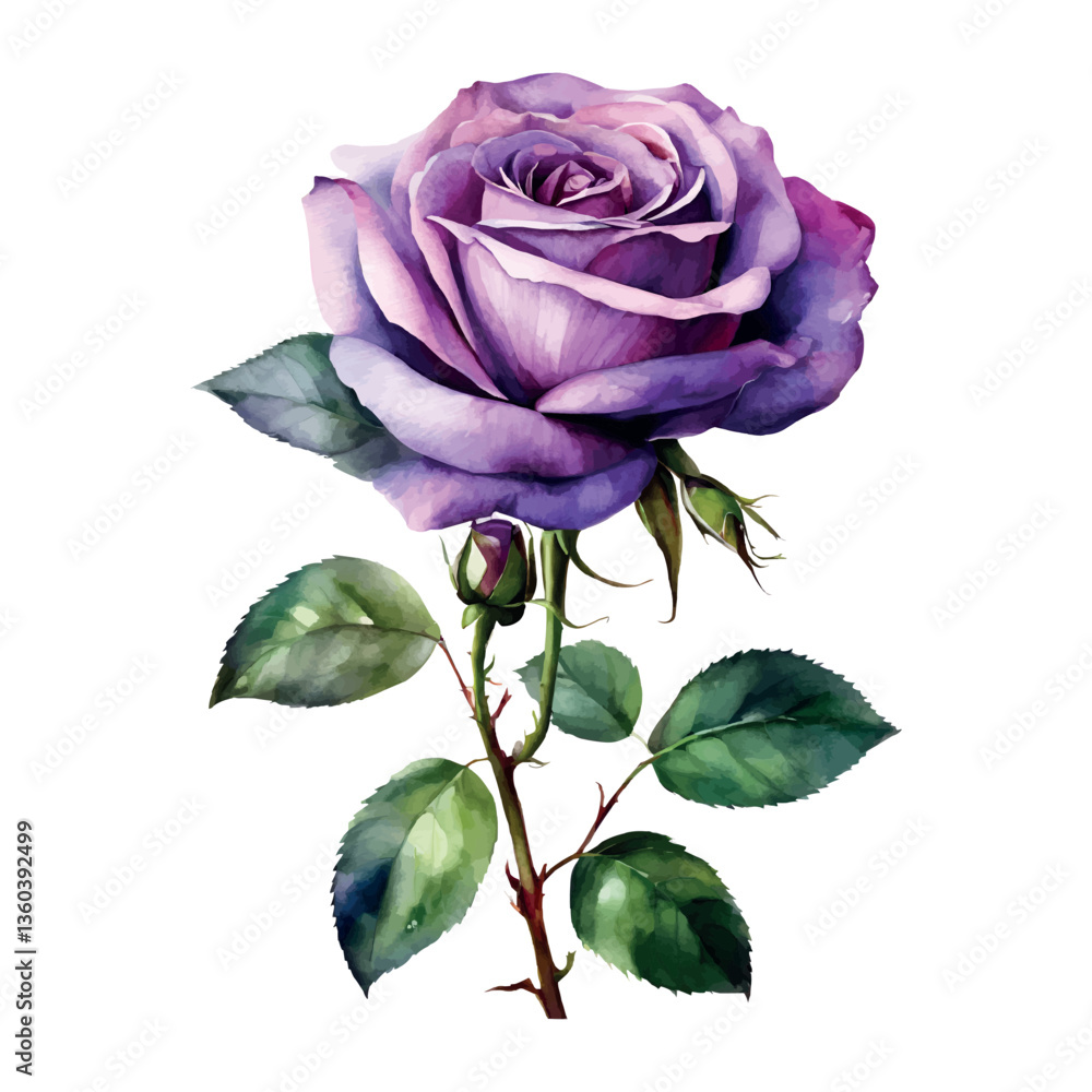 Fototapeta premium Watercolor purple roses flowers, symbol of love, wedding, purity, vector illustration.