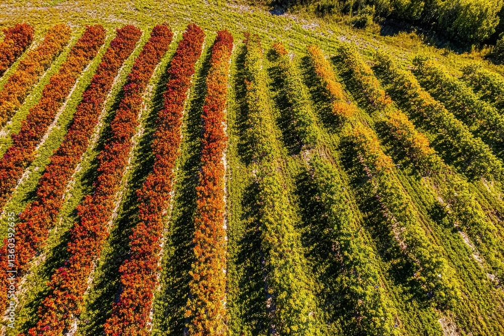 Fototapeta premium Aerial view of a vineyard showcasing rows of grapevines in autumn colors, creating a textured pattern on a sunny day, agricultural landscape with nature's beauty.
