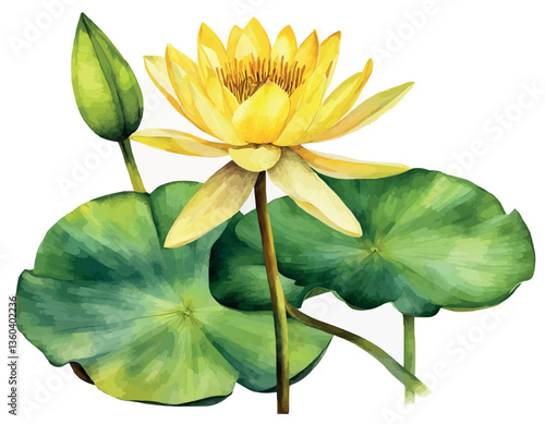 Water lilies or lotuses watercolor, Painting Art of flowers on water