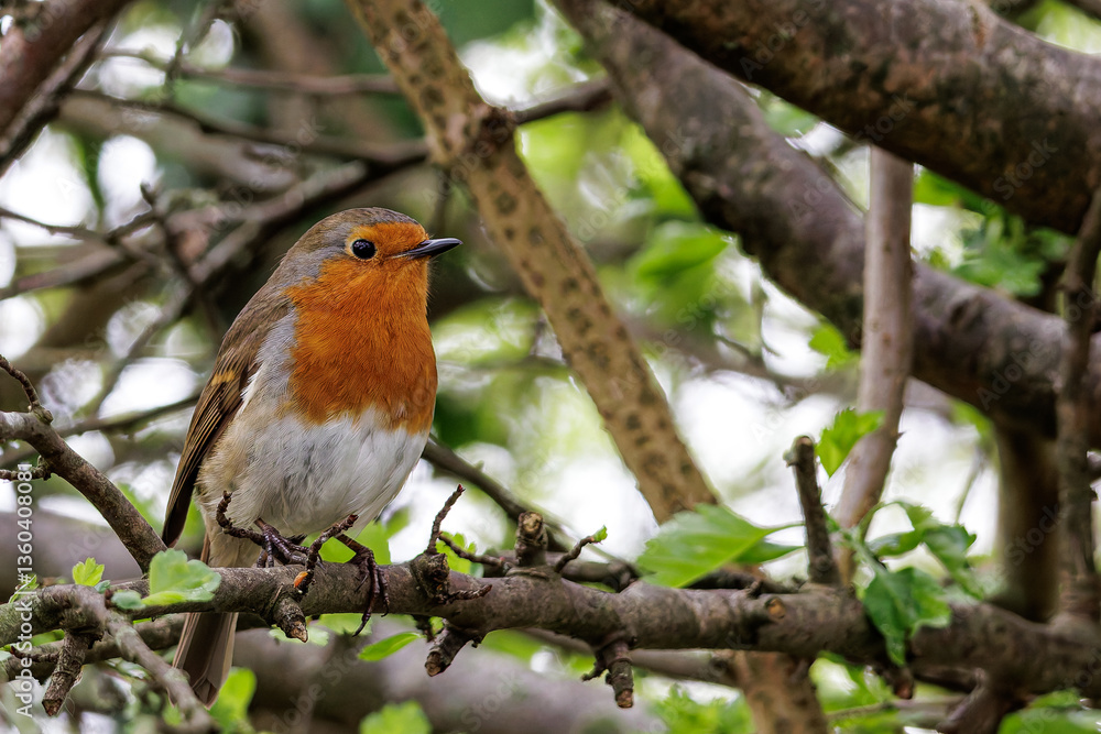 Fototapeta premium Robin On A Branch