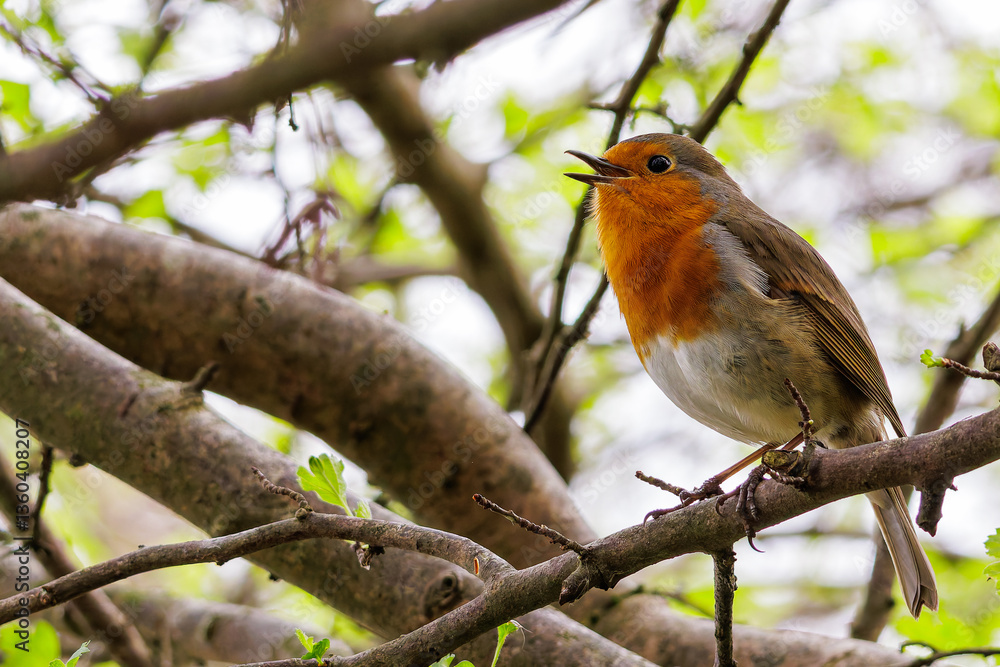Fototapeta premium Robin Singing In a Tree