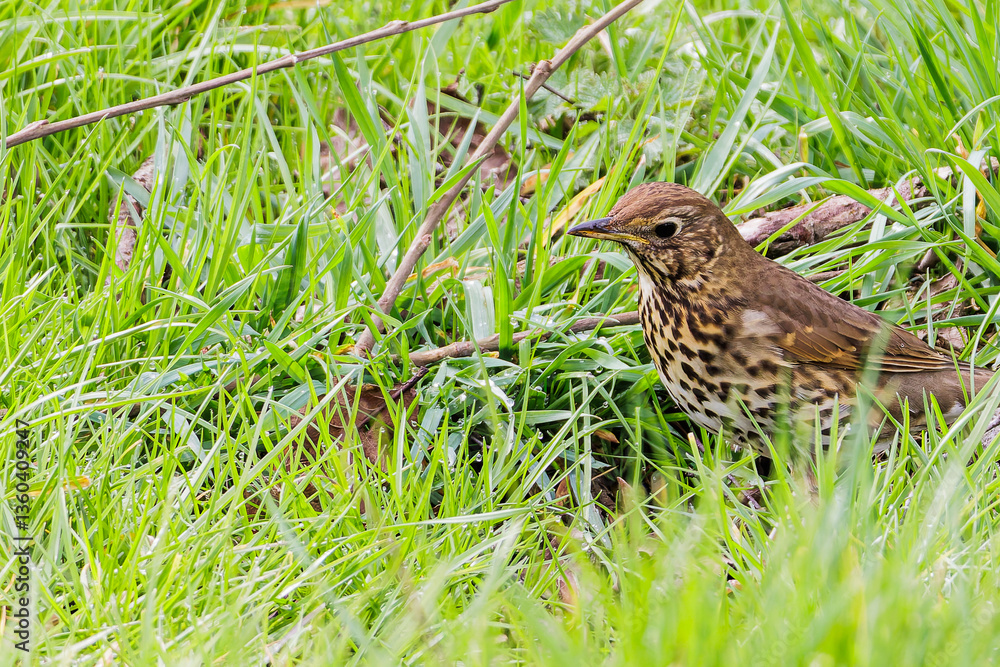 Fototapeta premium Song Thrush In Grass